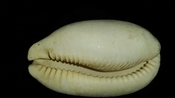 Cypraea Cowrie Panther Pit You Name Special ync50