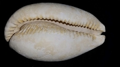 Cypraea Cowrie Panther Pit You Name Special crw58
