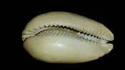 Cypraea Cowrie Panther Pit You Name Special ync35