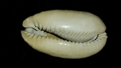 Cypraea Cowrie Panther Pit You Name Special ync35