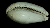 Cypraea Cowrie Panther Pit You Name Special ync42