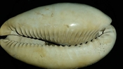 Cypraea Cowrie Panther Pit You Name Special ync48