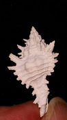 Fossil / Fossilized Muricidae-Murex You Name Special mur41