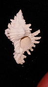 Fossil / Fossilized Muricidae-Murex You Name Special mur41