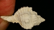 Fossil / Fossilized Muricidae-Murex You Name Special mur55
