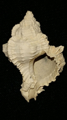 Fossil / Fossilized Muricidae-Murex You Name Special mur55