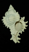Fossil / Fossilized Muricidae-Murex You Name Special mur85