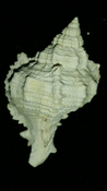 Fossil / Fossilized Muricidae-Murex You Name Special mur66