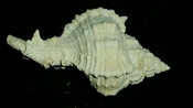 Fossil / Fossilized Muricidae-Murex You Name Special mur66