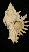 Fossil / Fossilized Muricidae-Murex You Name Special mur88