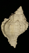 Fossil / Fossilized Muricidae-Murex You Name Special mur64