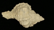 Fossil / Fossilized Muricidae-Murex You Name Special mur67