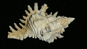 Fossil / Fossilized Muricidae-Murex You Name Special mur87