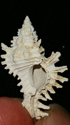 Fossil / Fossilized Muricidae-Murex You Name Special mur87