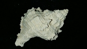 Fossil / Fossilized Muricidae-Murex You Name Special mur49