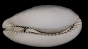 Cypraea Cowrie Brantley Pit You Name Special ync37