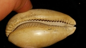 Cypraea Cowrie Panther Pit You Name Special ync54