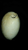 Cypraea Cowrie Panther Pit You Name Special ync57
