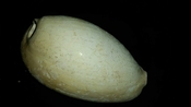 Cypraea Cowrie Panther Pit You Name Special ync57