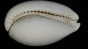 Cypraea Cowrie Brantley Pit You Name Special cwb32
