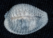 Triviidae Trivia Florida fossilized / fossil trivia shell yrv49