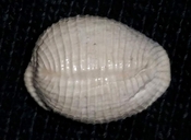 Triviidae Trivia Florida fossilized / fossil trivia shell yrv42