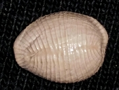 Triviidae Trivia Florida fossilized / fossil trivia shell yrv42