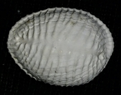 Triviidae Trivia Florida fossilized / fossil trivia shell yrv43