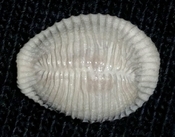 Triviidae Trivia Florida fossilized / fossil trivia shell yrv41