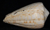 Fenestraconus yaquensis fossil shell from Sarasota pit syn42