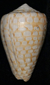 Fenestraconus yaquensis fossil shell from Sarasota pit syn42