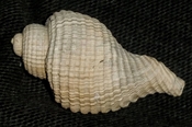 Massyla Rapella fossil shell from Sarasota pit syn91
