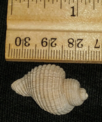 Massyla Rapella fossil shell from Sarasota pit syn91