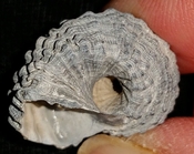 Trigonostoma druidi fossil shell from Sarasota pit syn36