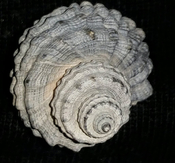 Trigonostoma druidi fossil shell from Sarasota pit syn36