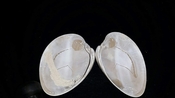 Macrocallista maculata fossil bivalve shell dgs31