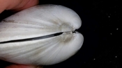 Macrocallista maculata fossil bivalve shell dgs31