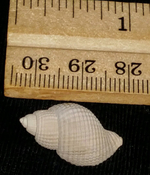 Massyla Gravesae fossil shell from Sarasota pit yns88
