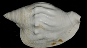 Macrostrombus leidyi fossil strombus extinct shell str33