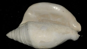 Macrostrombus leidyi fossil strombus extinct shell str33