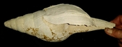 Turbinella regina extinct fossil gastropod #31