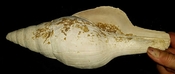 Turbinella regina extinct fossil gastropod #31