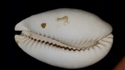 Cypraea Cowrie Brantley Pit You Name Special cwb36