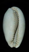 Cypraea Cowrie Brantley Pit You Name Special yn176