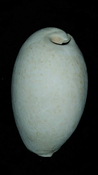 Cypraea Cowrie Brantley Pit You Name Special yn176