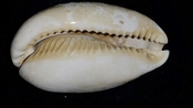 Cypraea Cowrie Brantley Pit You Name Special yn151