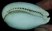 Cypraea Cowrie Brantley Pit You Name Special cwb43