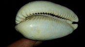 Cypraea Cowrie Brantley Pit You Name Special ync49