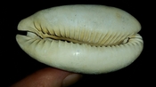 Cypraea Cowrie Brantley Pit You Name Special ync49