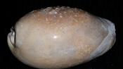 Cypraea Cowrie Brantley Pit You Name Special bcw56